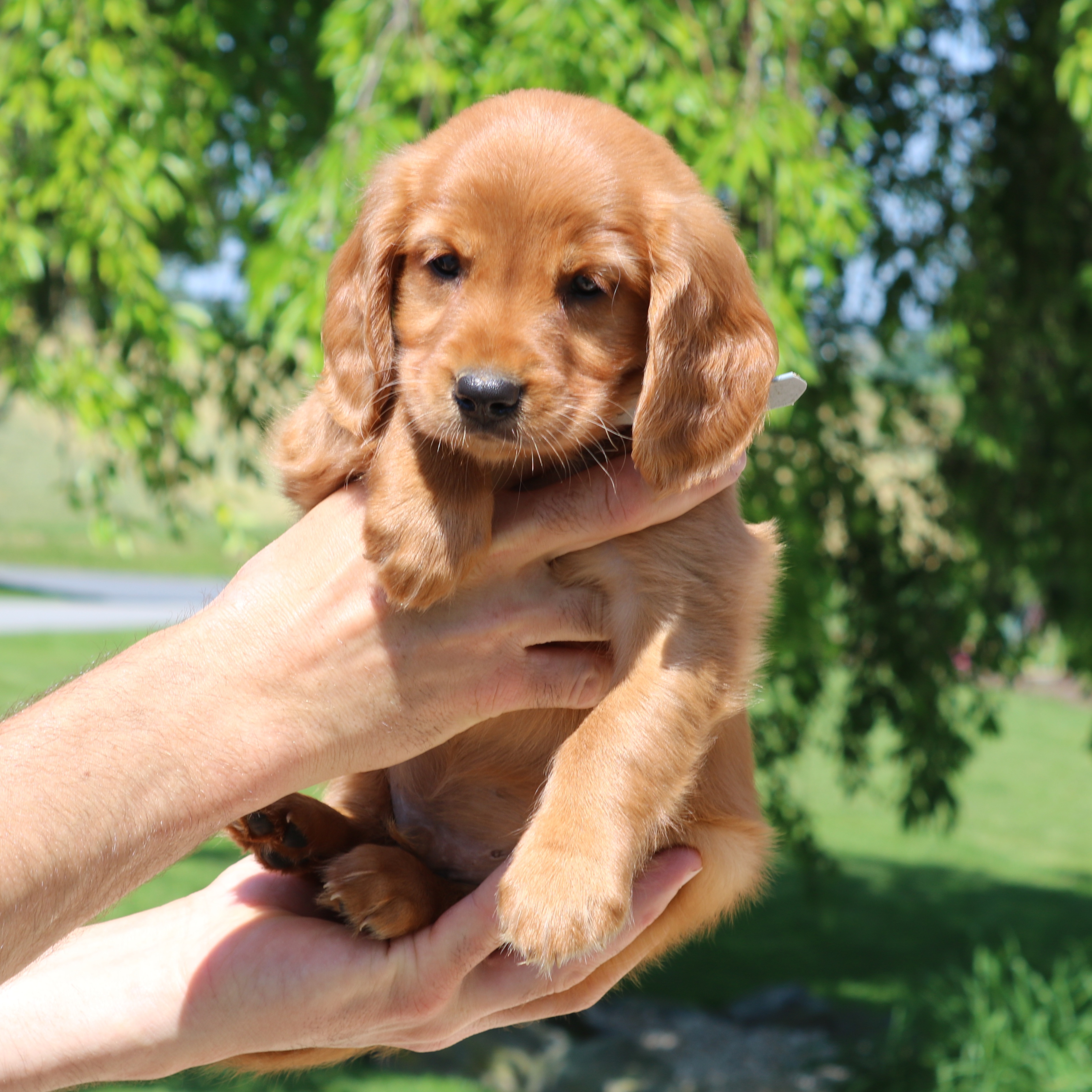 puppy, for, sale, Mini Golden Retriever, Ivan J. Stoltzfus, dog, breeder, Gordonville, PA, dog-breeder, puppy-for-sale, forsale, nearby, find, puppyfind, locator, puppylocator, aca